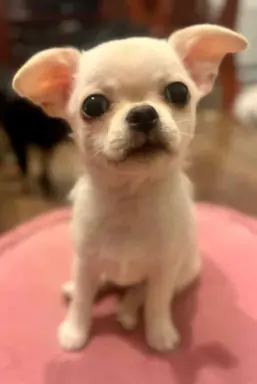 Piękny chłopczyk krótkowłosy jasnokremowy 7