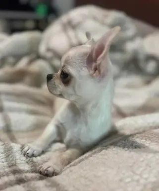 Piękny chłopczyk krótkowłosy jasnokremowy 4