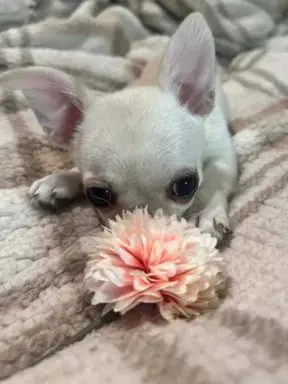 Piękny chłopczyk krótkowłosy jasnokremowy 8