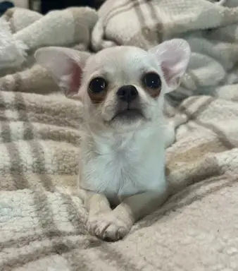 Piękny chłopczyk krótkowłosy jasnokremowy 2