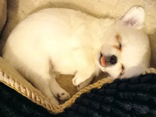 Maleńki biały długowłosy chłopczyk 5