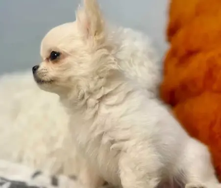 Maleńki biały długowłosy chłopczyk 3