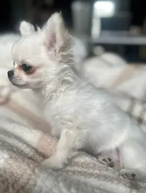 Maleńki biały długowłosy chłopczyk 6