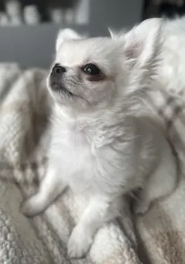 Maleńki biały długowłosy chłopczyk 7