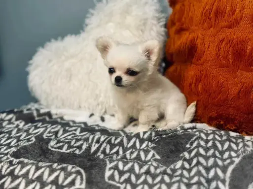 Maleńki biały długowłosy chłopczyk 8