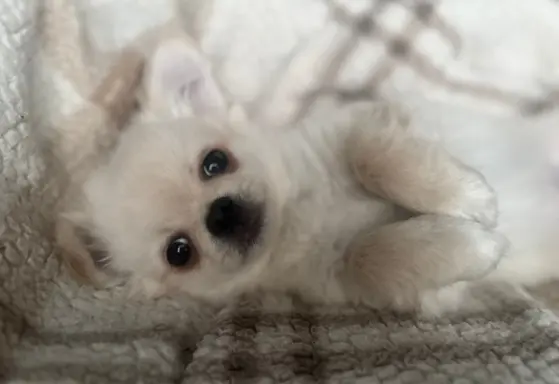 Piesek długowłosy biszkoptowy 4