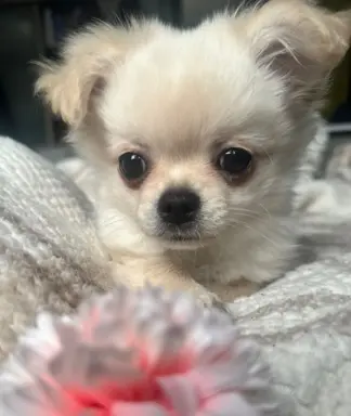 Piesek długowłosy biszkoptowy 8