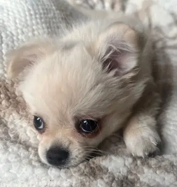 Piesek długowłosy biszkoptowy 5