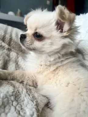 Piesek długowłosy biszkoptowy 9