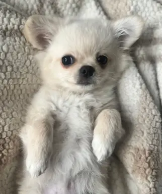 Piesek długowłosy biszkoptowy 6