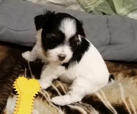 Szczenięta Yorkshire terrier biewer 1