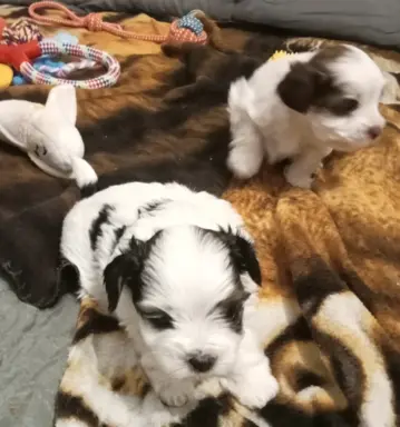 Szczenięta Yorkshire terrier biewer 2