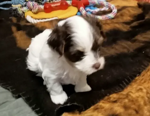 Szczenięta Yorkshire terrier biewer 3