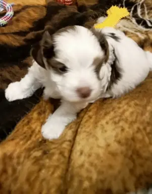 Szczenięta Yorkshire terrier biewer 4