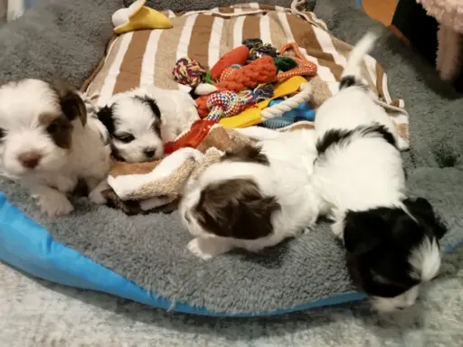 Szczenięta Yorkshire terrier biewer 5