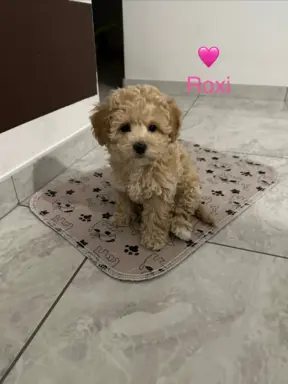 Poochon Bichpoo Maltipoo 1