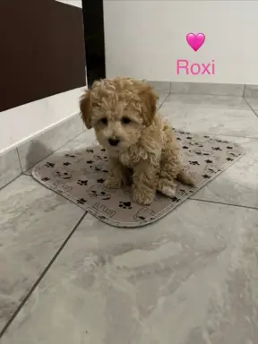 Poochon Bichpoo Maltipoo 2