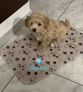 Poochon Bichpoo Maltipoo 3