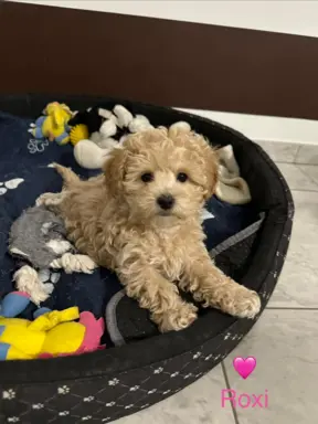 Poochon Bichpoo Maltipoo 4
