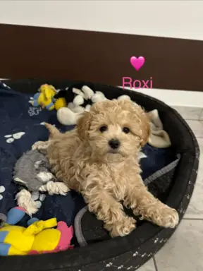 Poochon Bichpoo Maltipoo 5