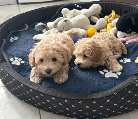 Poochon Bichpoo Maltipoo 6
