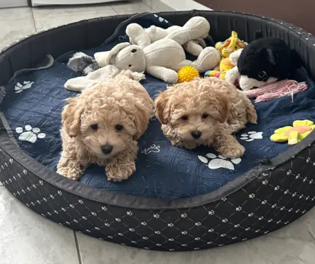 Poochon Bichpoo Maltipoo 8