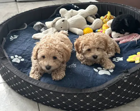 Poochon Bichpoo Maltipoo 9