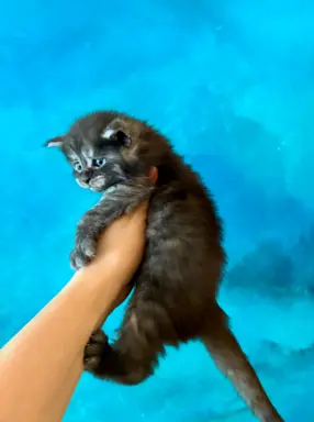 Kocurek srebrzysty tygrysio pręgowany 1