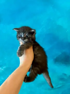 Kocurek srebrzysty tygrysio pręgowany 2