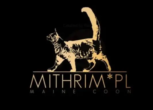 Kocurek srebrzysty tygrysio pręgowany 4