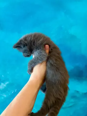 Kotka niebieska Maine Coon 3