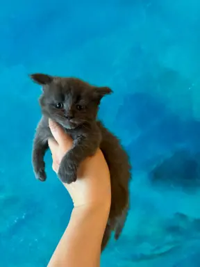 Kotka niebieska Maine Coon 1