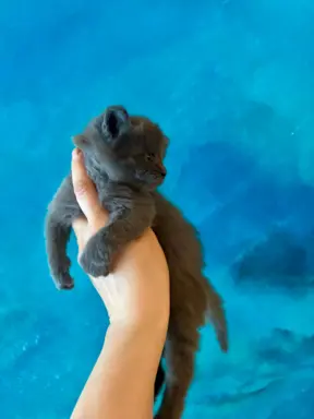 Kotka niebieska Maine Coon 2