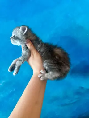 Kocurek niebieski srebrzysty Maine Coon 3