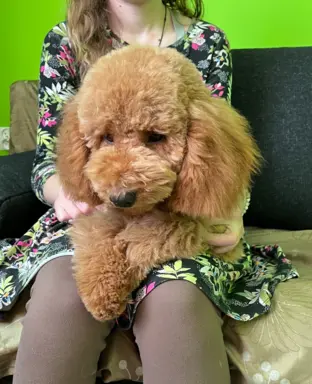 Pudel miniaturowy red Ferro 2