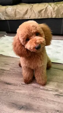 Pudel miniaturowy red Ferro 1