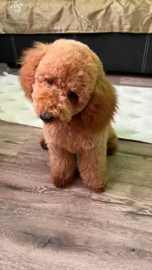 Pudel miniaturowy red Ferro 3