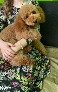 Pudel miniaturowy red Ferro 8