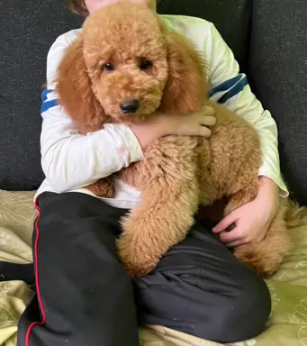 Pudel miniaturowy red Ferro 5