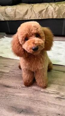 Pudel miniaturowy red Ferro 6