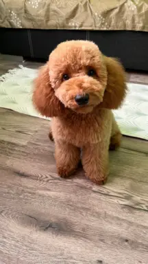 Pudel miniaturowy red Ferro 4