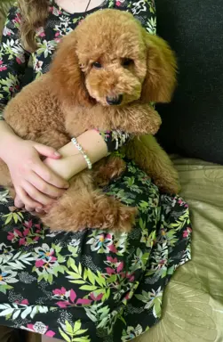 Pudel miniaturowy red Ferro 7