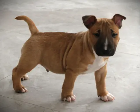 Bulterier Miniaturowy ZKwP/FCI 1