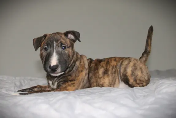 Bulterier Miniaturowy ZKwP/FCI 2