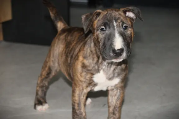 Bulterier Miniaturowy ZKwP/FCI 3