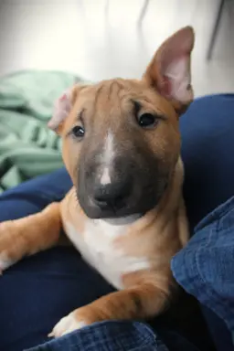 Bulterier Miniaturowy ZKwP/FCI 4