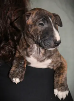 Bulterier Miniaturowy ZKwP/FCI 5