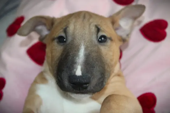 Bulterier Miniaturowy ZKwP/FCI 6