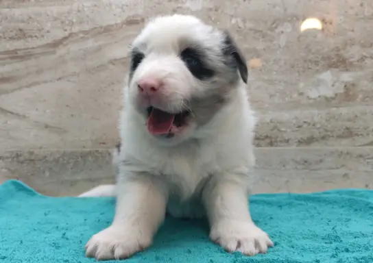 Rasowy pies bluemerle Border Collie z pełną dok. przebadani 2