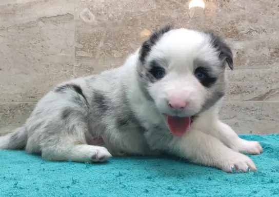 Rasowy pies bluemerle Border Collie z pełną dok. przebadani 1